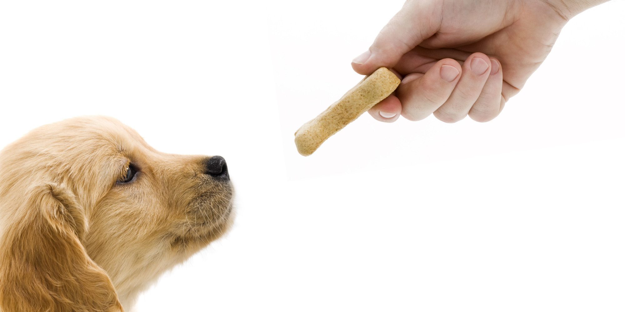 Snacks para cachorros y perros adultos