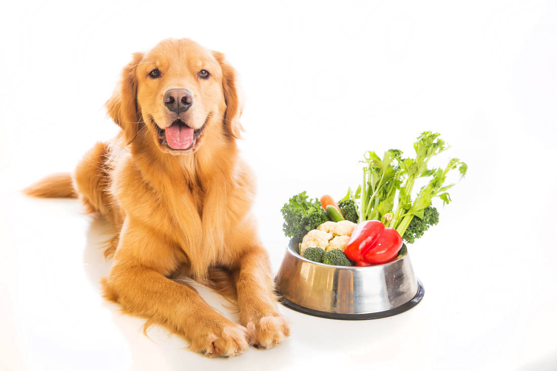 Todo lo que debes saber sobre la digestión de tu perro (I)
