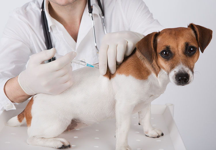 ¿Qué vacunas necesita mi perro?