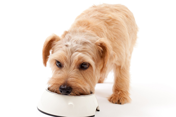 Comida húmeda para perros: beneficios y productos recomendados (I)