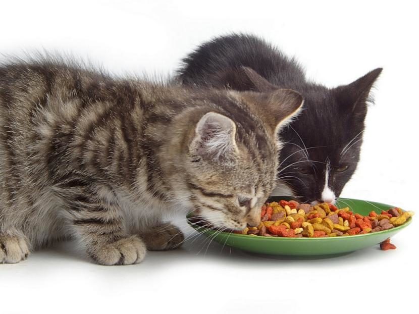 Comida para gatos, todo lo que debes saber.