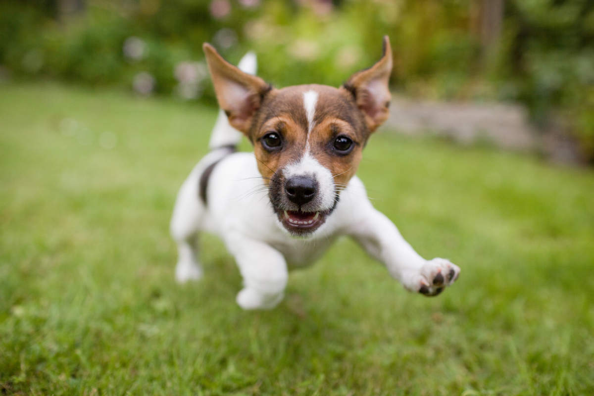 Cómo afecta la primavera a las mascotas