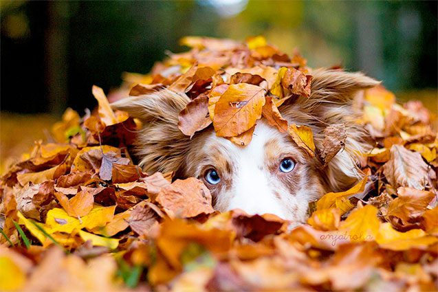 ¿Cómo cuidar tu Perro este otoño?