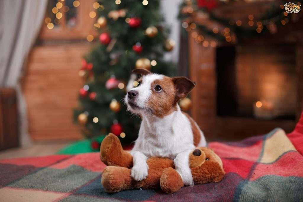 ¿Qué peligros corre tu perro durante la navidad?
