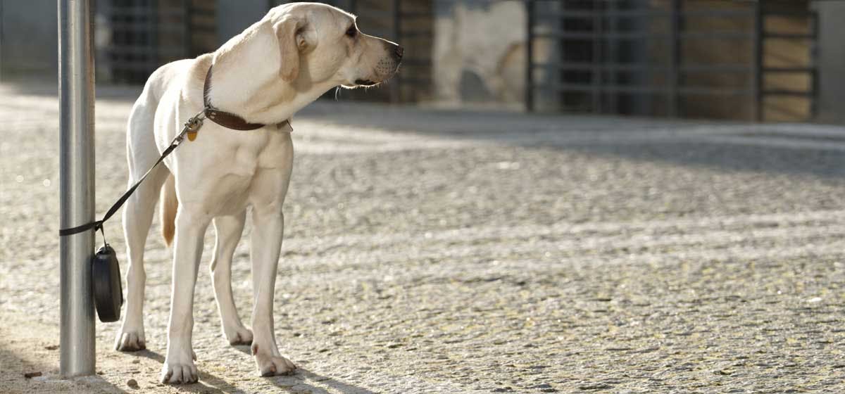 El abandono de perros, un problema crónico en España