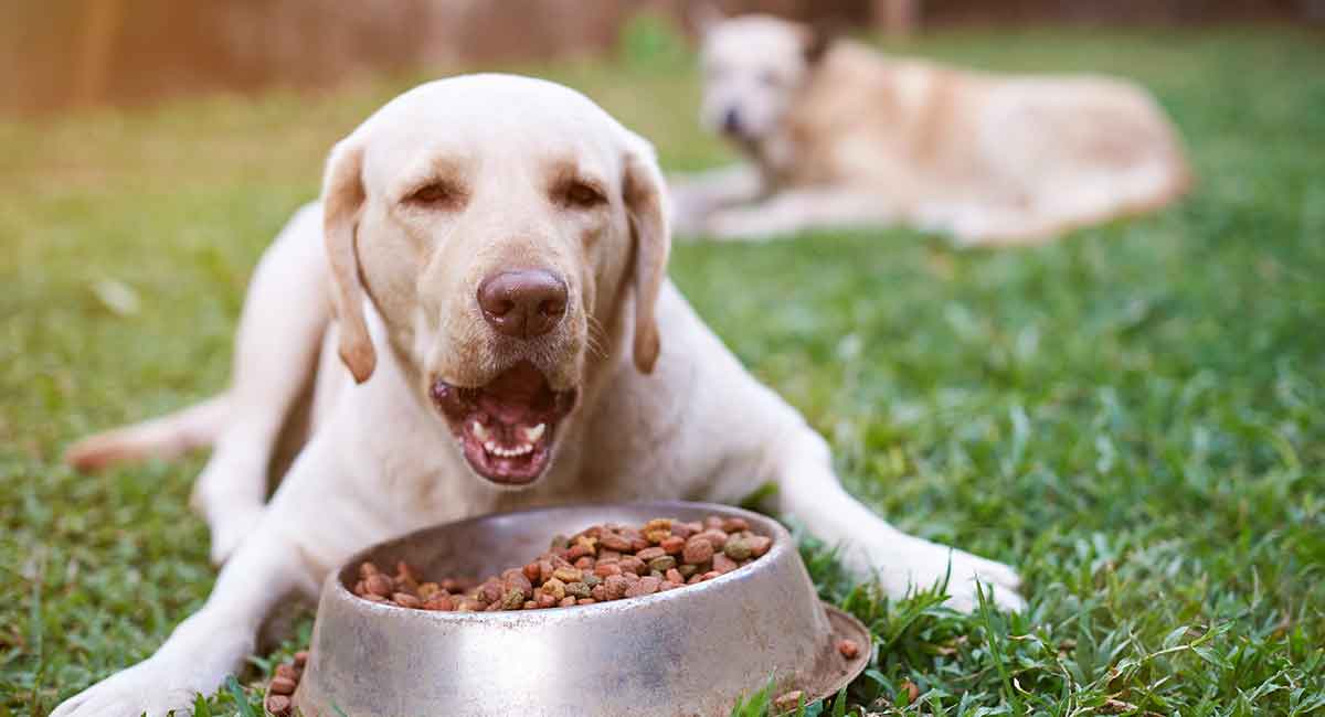 ¿Cómo saber la porción adecuada de pienso para tu perro?