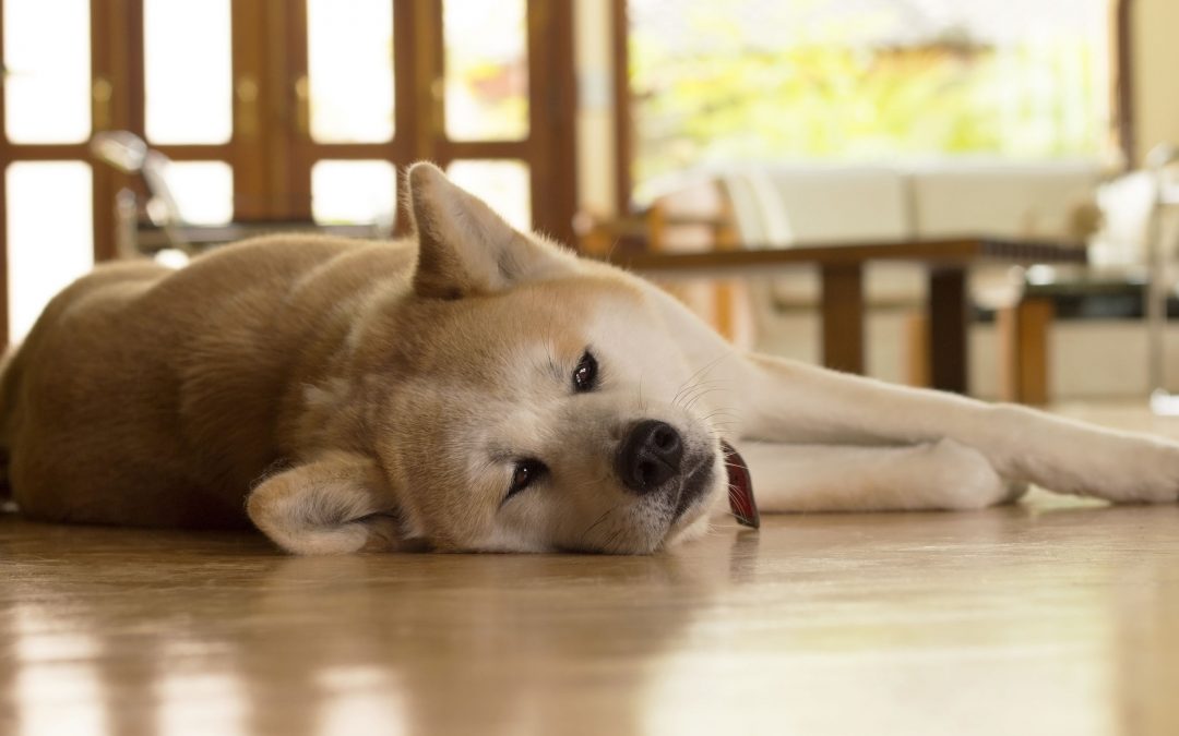 Cómo saber si tu perro tiene malestar estomacal y cómo tratarlo