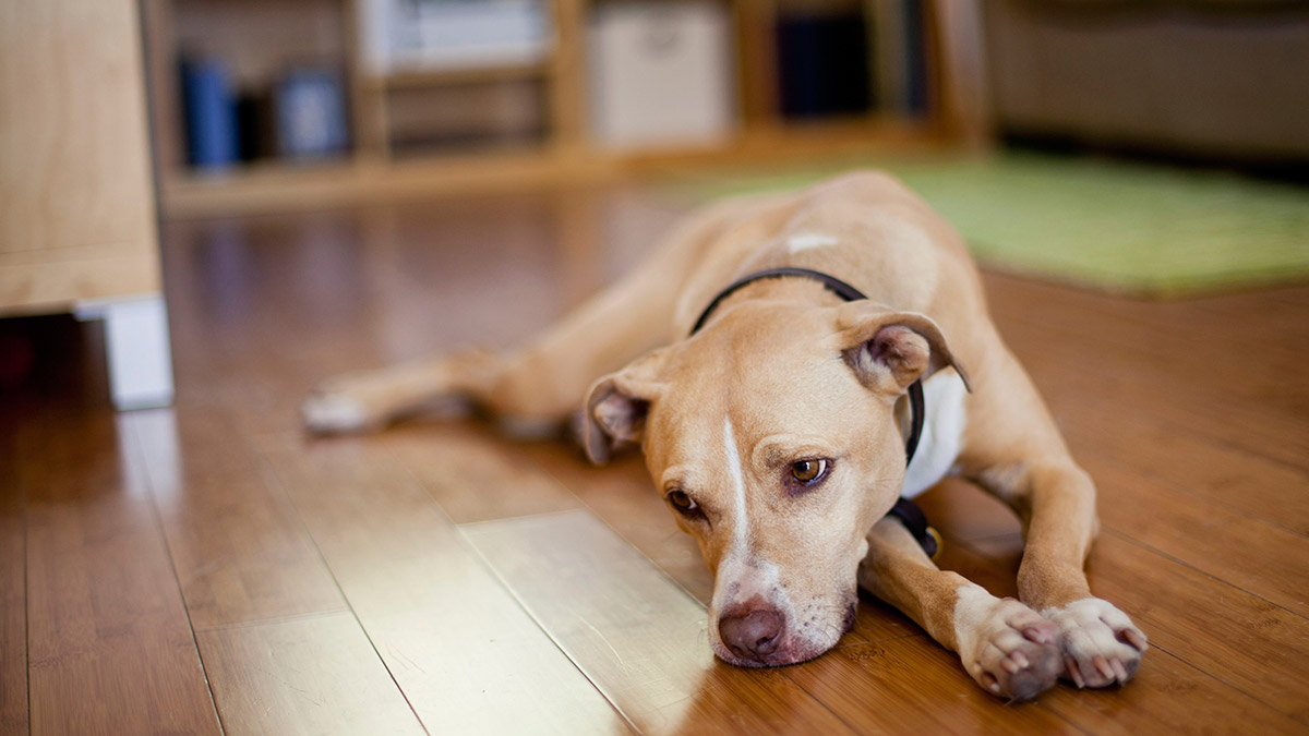 ¿Por qué el castigo físico, no es bueno para tu perro?