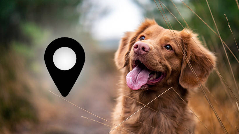Apps y dispositivos que te permiten localizar a tu perro si se extravía
